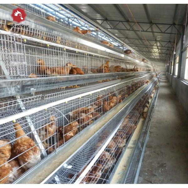 Poulailler automatique de cage de poulet de chair de système un type 61 * 50 * 44 cm