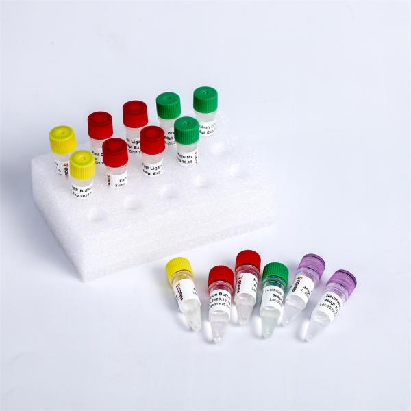 High Throughput Sequencing Platform NGS Library Construction Fast DNA Plus Prep Kit K004-A
