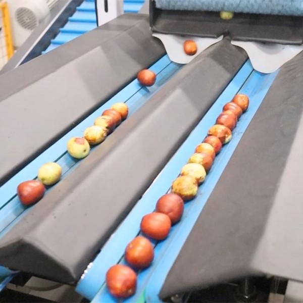 8 Lanes 380V Dates Fruit Sorting Grading Machine Computer Control