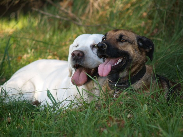 Main Popular  Product Recyclable  Eco-Friendly Garbage Dog Poop Waste Bags degradable dog waste bagS