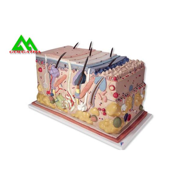 Customized Handheld Skin Section Embryology Models For Facilitate Teaching