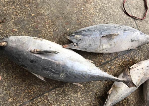Natural Color 1.5kg Seafood Frozen Bonito Tuna For Smoked