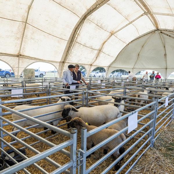 Length 2.1m Heavy Duty Sheep Livestock Panels Round Tube Square Tube Oval Tube