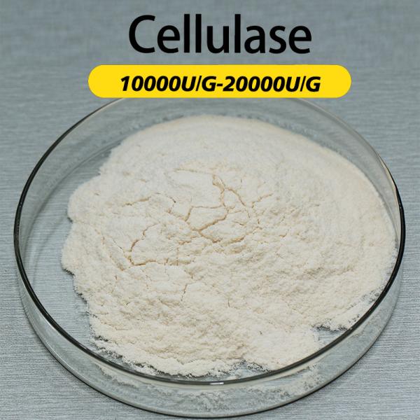 Enzyme de cellulase 10000U/G Préparation enzymatique Test d'échantillon Guide technique d'hydrolyse enzymatique