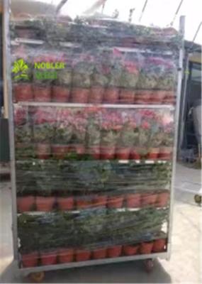 Cremalheira holandesa da associação do metal do trole da flor e da flor da planta para o recipiente do centímetro cúbico da estufa