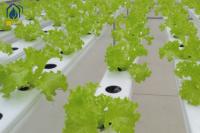 Pipe en PVC hydroponique en serre NFT avec couvercle amovible pour la culture des légumes