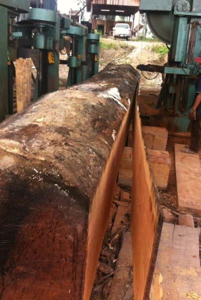 La scie à ruban verticale de machines de travail du bois a vu des machines avec le chariot de coupe de commande numérique par ordinateur
