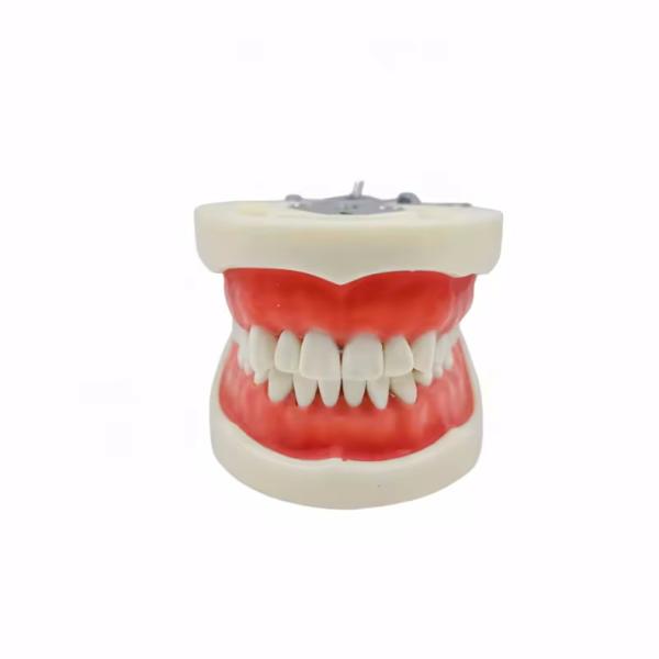 Modèle standard de dentisterie étudiant en dentisterie Typodonts dentaires en résine acrylique avec articulateur DP