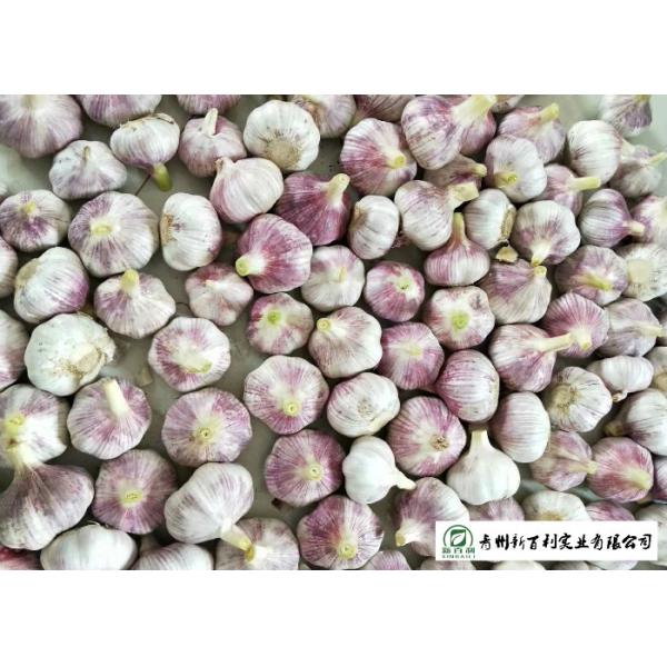 Reducing Bacteria Fresh Organic Garlic 9 Months Shelf Life Supply For Supermarket
