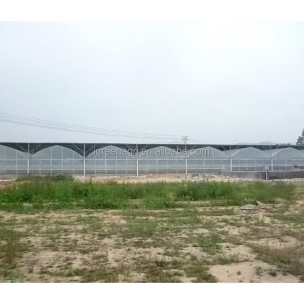 200 Micron Plastic Film Greenhouse Shade Cloth Roof Height 7 Meters for Strawberry
