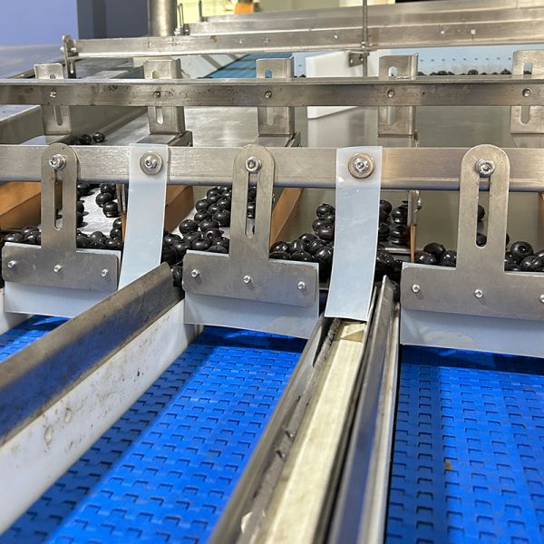 Fully Automatic Blueberry Clamshell Weighing Filling Packing Machine With Box Dispenser