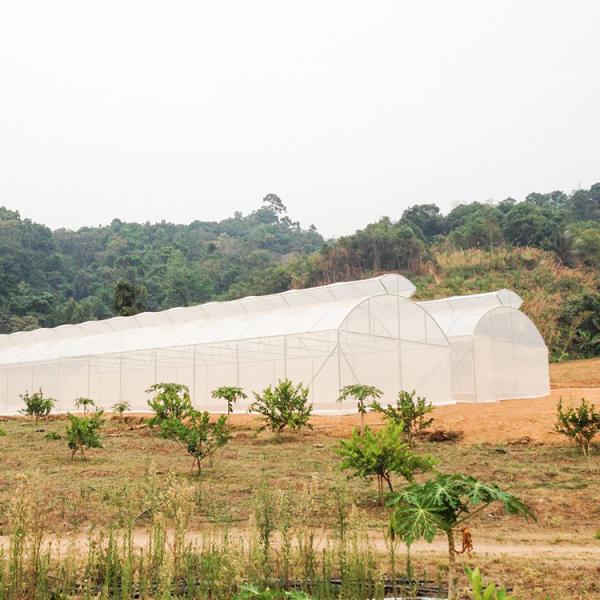 Estufa do período guarda-chuva automático superior do túnel do respiradouro do multi única para a plantação do tomate