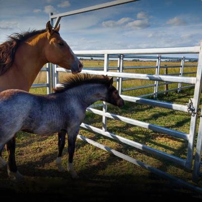 30x60x1.6mm Horizontal Tube Horse Fence Panels For Sale Square Tube