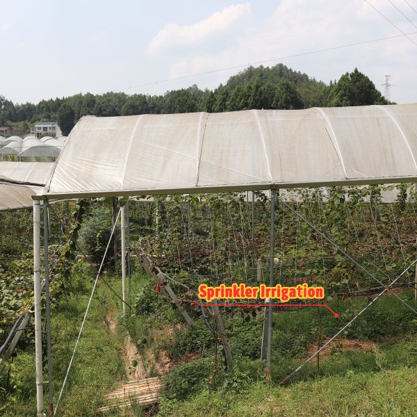 Economical Multispan Rain Shelter Greenhouse with Hot Galvanized Steel Frame for Plants Cultivation