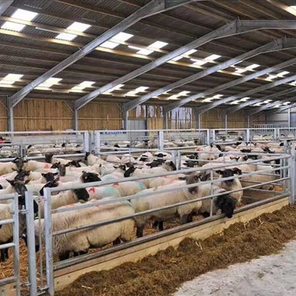 Easy Install Prefabricated Cattle Diary Farming Barn Cow Hangar Shed Steel Structures
