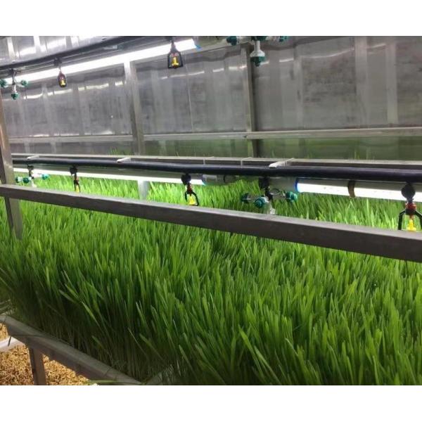 Оранжерея для лиственных овощей в Цзюцзяне Департамент jx-cg-0003 Оранжерея для судоходных контейнеров