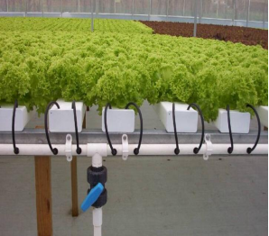 Agricultural Multispan Venlo Greenhouse Complete Hydroponic Nft Greenhouse