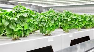 Республике производителей Тепличные светодиодные растения 2,6 мкмоль / дж ППЭ Внутренние светодиодные растения Свет затуманенный 320 Вт