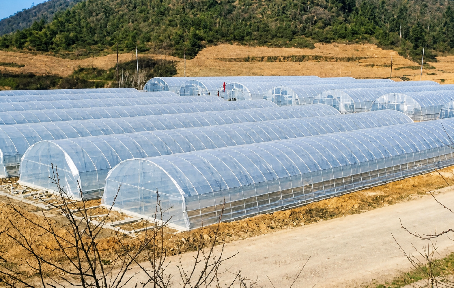Single‑Span Round‑Arch Polyethylene Agricultural Tunnel Greenhouse, Specially Designed for Solar Light Utilization & Heat Preservation, Suitable for Protected Cultivation.