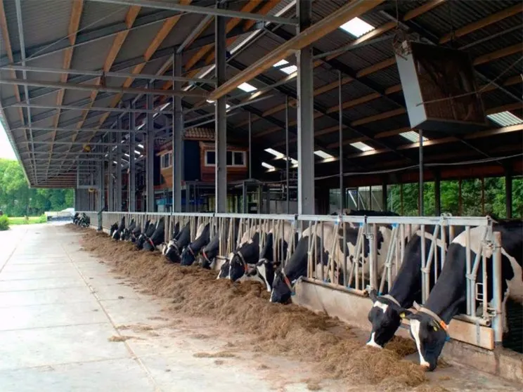 Structure métallique moderne en acier pour l'élevage laitier, bâtiment d'étable en acier