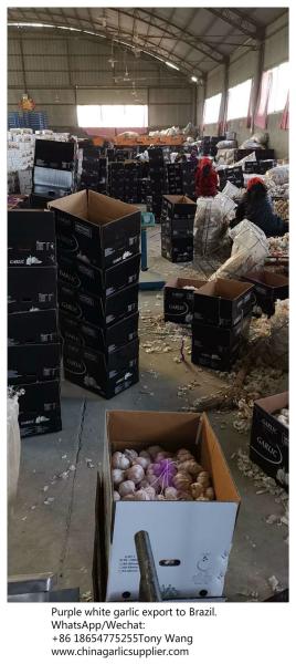 China garlic to Brazil