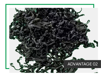 Dehydrated Vegetables Drying Laver 20Kg 0.5Cm Bulk Packaging and Cutting Seaweed Dried Wakame