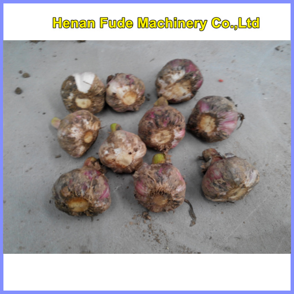 garlic stem and root cutting machine, garlic stem and root trimmer