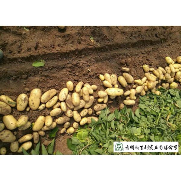 Delicious Fresh Potato Can Used As A Vegetable Or As A Staple Food