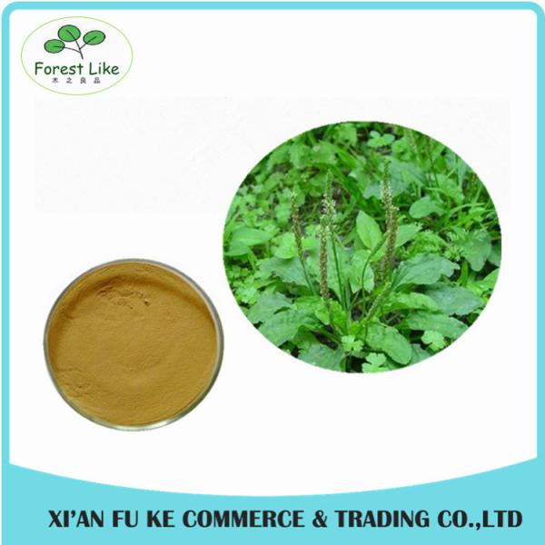 Lowest Price Best Quality Plantain Extract for Skin and Cancer
