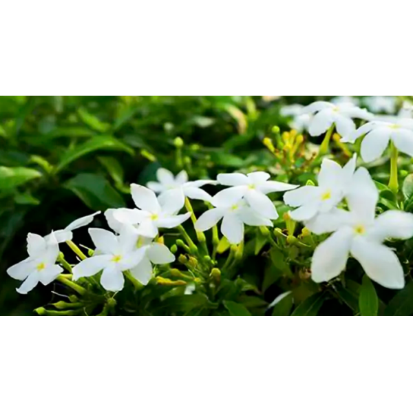 High Purity Night-blooming Osmanthus Fragrance Essence Oil For Shower gel & Shampoo Productions
