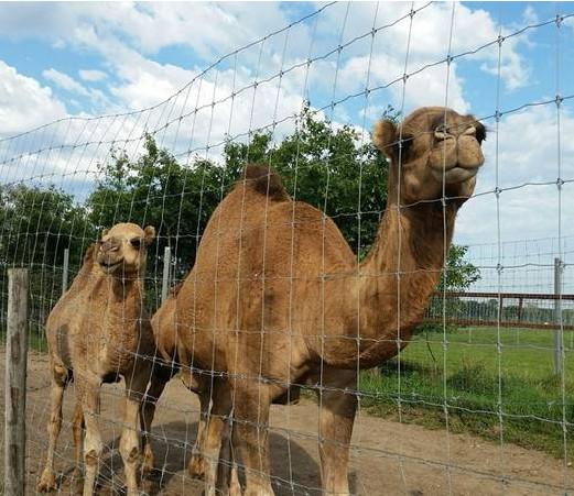Livestock Galvanized 12 Foot Hinge Joint Field Fence For Aquaculture