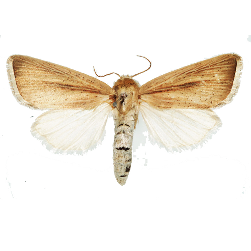 Pheromone Lure for Sesamia inferens