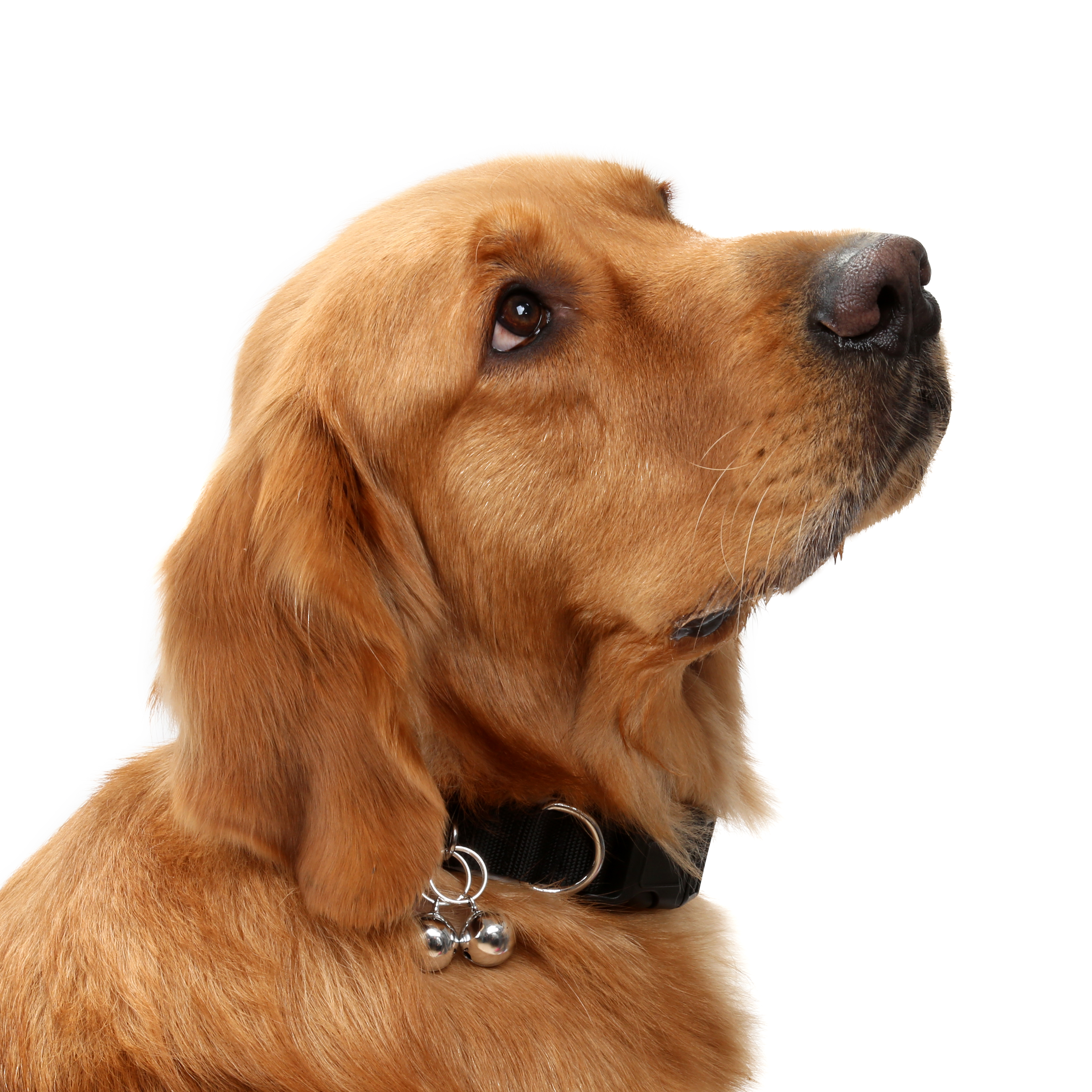 Perro para воротника регулируемой нашивки любимца руководства нейлона собаки лазера цепи воротника поводка собаки отражательной уютное
