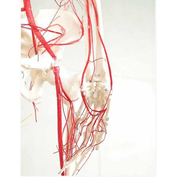 All human skeleton model with neurovascular Life Size Skeleton with Spinal Nerves Muscle Insertion Human Skeleton Model