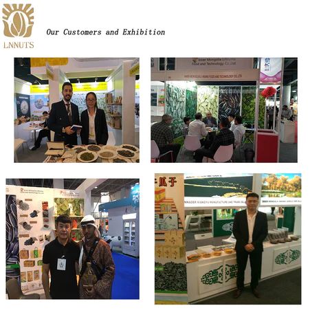 Внутренняя Монголия Соленые и жареные 361 семена подсолнечника для Европы оптом