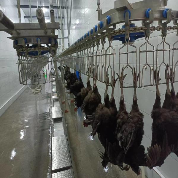 PLC制御の食鳥処理ラインとステンレス鋼304材で鶏肉処理を効率化
