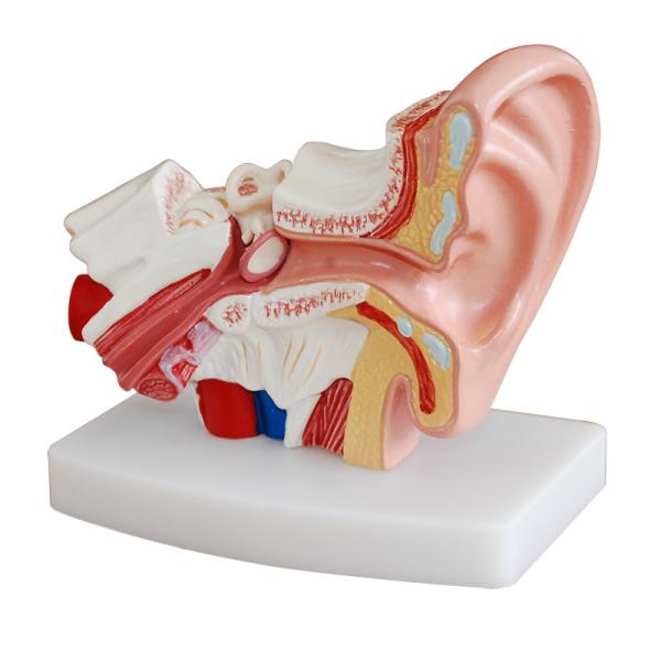 4 Parts Giant Ear Model Anatomical Demonstration for Medical Science Demonstration