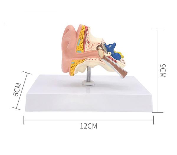 Human Anatomy Life Size Desktop Human Ear Model For Education