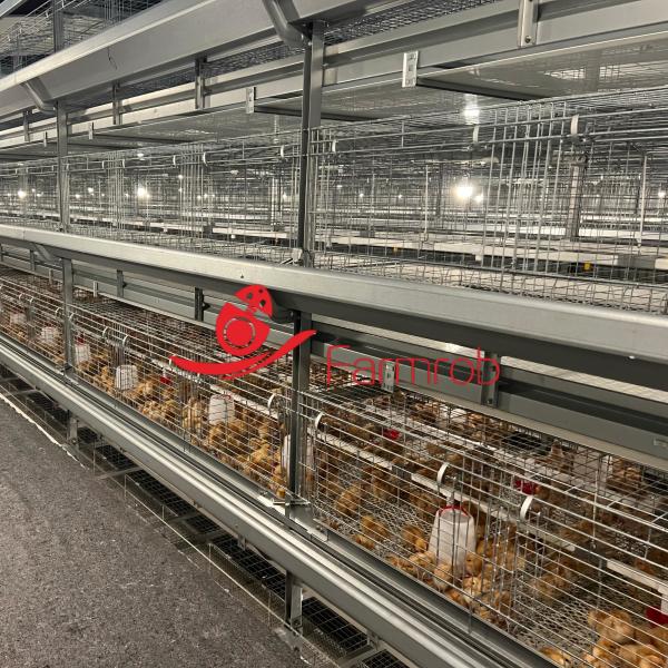 327 Cm2 Safe 6-Tier Al-Zn-Mg Poultry Cage System For Small Chicks 1800x600x450mm Dimensions