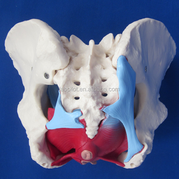 Functional and Detailed Human Female Pelvic Model for Educational Demonstrations