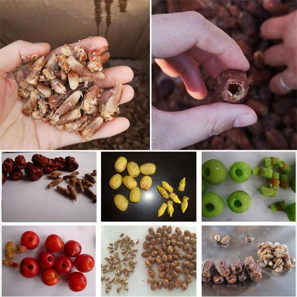 Семена Jujube приносят плоды делая ямки машина