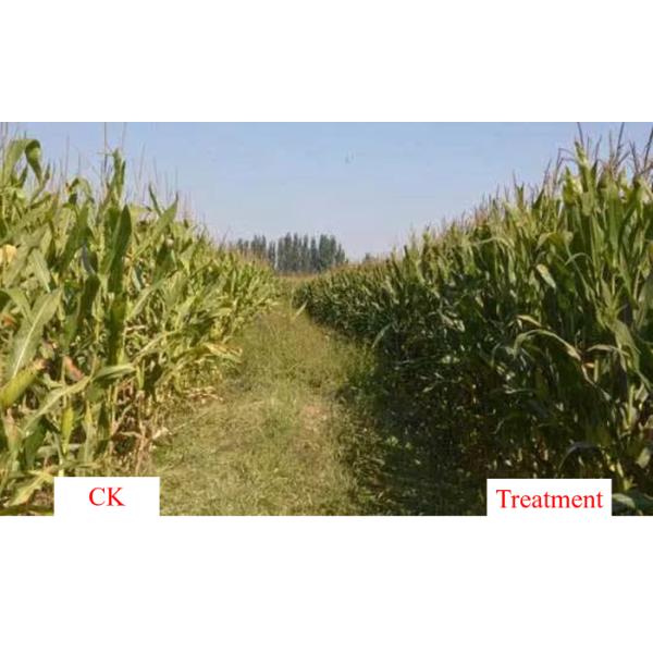 Organic NPK Bio Compound Fertilizer Containing Beneficial Microorganisms