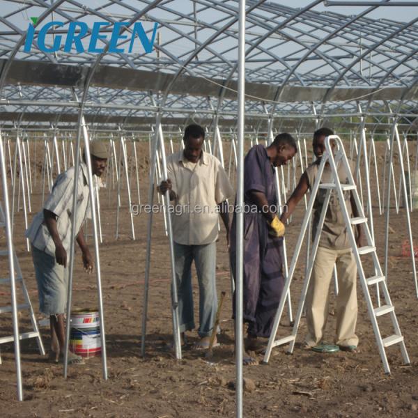 10m Tunnel Width Multi Span Greenhouse Steel Pipe Greenhouse For Hydroponic System