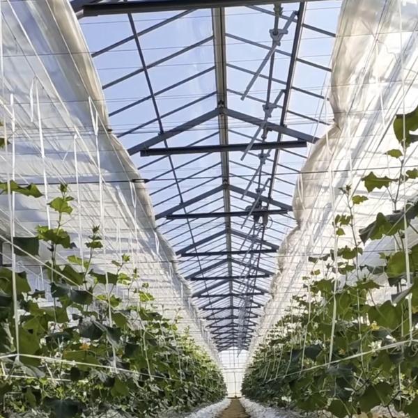 Стеклянная теплица из оцинкованной стальной трубы с орошением и отличным обслуживанием клиентов