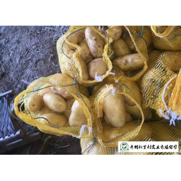 Smooth Surface Chinese Potato , No Pollution Organic Potatoes 5 Kg / Bag