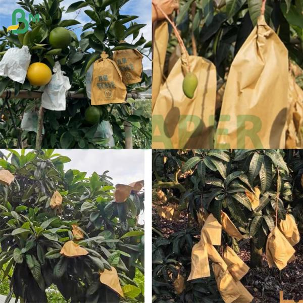 Degradable Waterproof Mango Fruit Protection Bag 56g Sunproof Coated Wax Paper Roll
