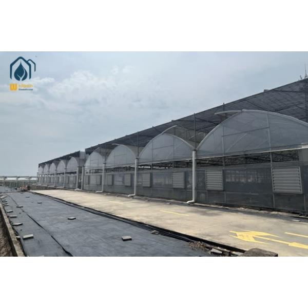 Customized Multi Span Greenhouse Plastic Lettuce Greenhouse For Leafy Greens Cultivation