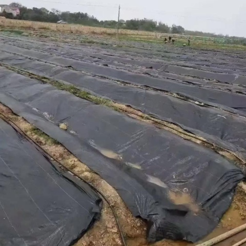 Eco Friendly PE Material Weed Barrier Fabric For 5 Years