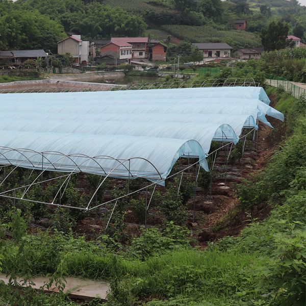 Tropical High Tunnel Multi-span Film Cover Rain Shelter Greenhouse for Plants Cultivation