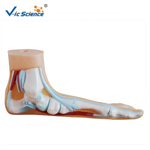 Non - Toxic Human Anatomical Model Normal Flat  Anatomical Foot Model VIC-326